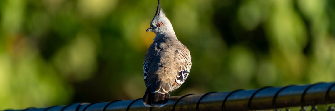 roof bird protection