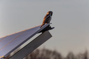 bird proofing solar panels