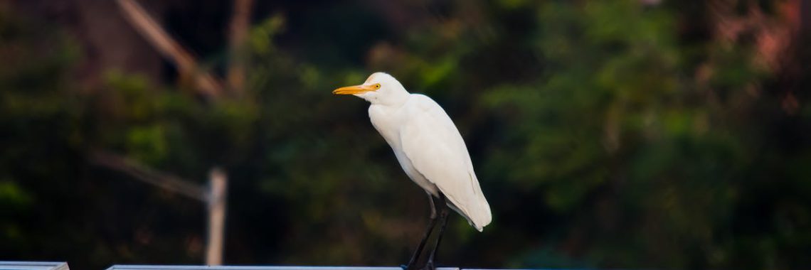 solar panel bird proofing